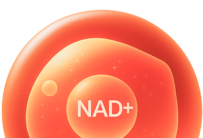 Gleam’s NAD+ Complex works at the cellular level to strengthen your natural health foundations