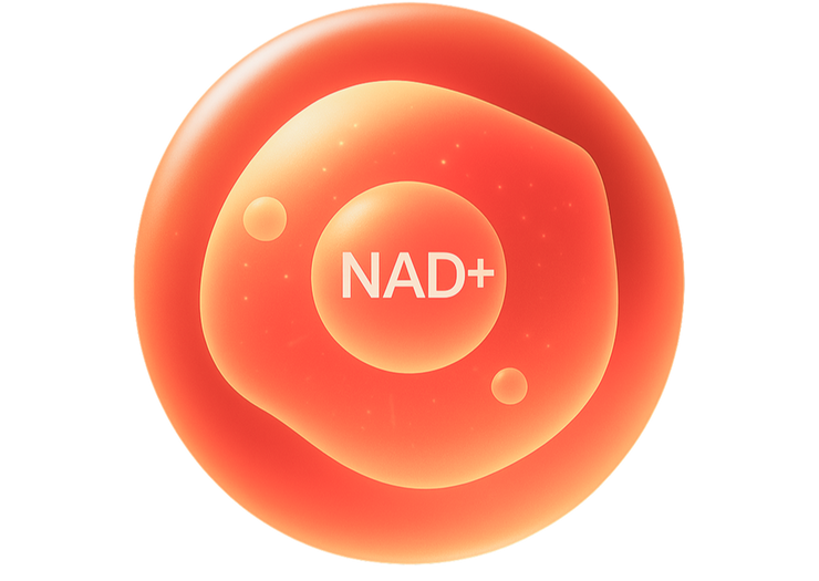 Gleam’s NAD+ Complex works at the cellular level to strengthen your natural health foundations